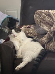 Reunited Female Cat last seen Near New Zealand Rd, Seabrook NH, Seabrook, NH 03874