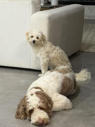 Reunited Male Dog last seen Panorama village, Panorama Village, TX 77304