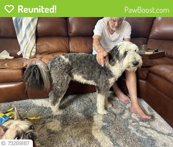 Reunited Female Dog last seen Sapphire and Hillside, Rancho Cucamonga, CA 91701