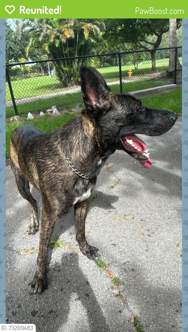 Reunited Male Dog last seen Near the warehouses, Hialeah, FL 33013