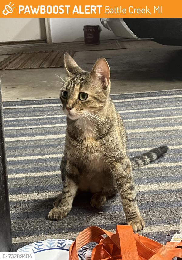 Found/Stray Female Cat last seen Hubbard, Battle Creek, MI 49037