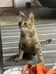 Found/Stray Female Cat last seen Hubbard, Battle Creek, MI 49037
