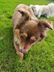 Found/Stray Female Dog last seen sW Bear & SW Puppy Pl, Bentonville, AR 72712