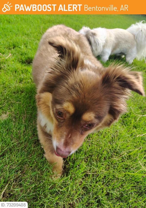 Found/Stray Female Dog last seen sW Bear & SW Puppy Pl, Bentonville, AR 72712
