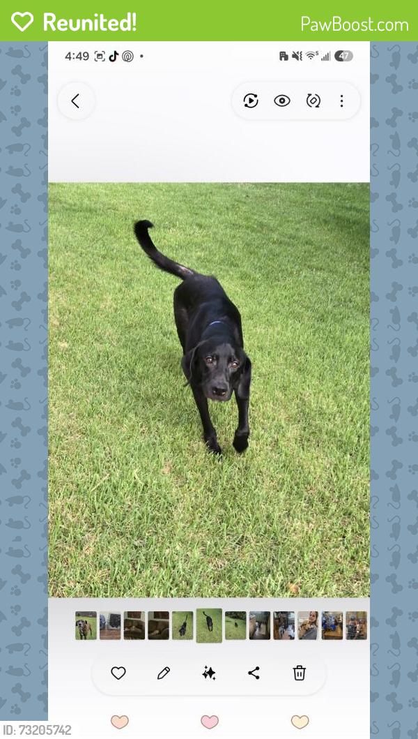 Reunited Male Dog last seen Langhorne road, Lynchburg, VA 24501