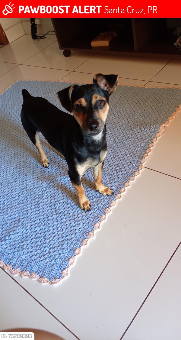 Lost Male Dog last seen moro na rua xingu 1297, Santa Cruz, PR 