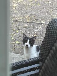 Found/Stray Unknown Cat last seen Fountain wood and O’Connor, San Antonio, TX 78233