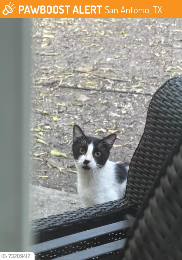 Found/Stray Unknown Cat last seen Fountain wood and O’Connor, San Antonio, TX 78233
