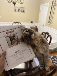 Reunited Female Cat last seen 25A and Hillside Ave, Saint James, NY 11780