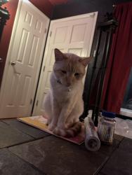 Reunited Male Cat last seen Clermont and Evans, Denver, CO 80222