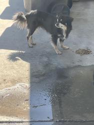 Found/Stray Unknown Dog last seen Fowler/Butler, Fresno, CA 93727