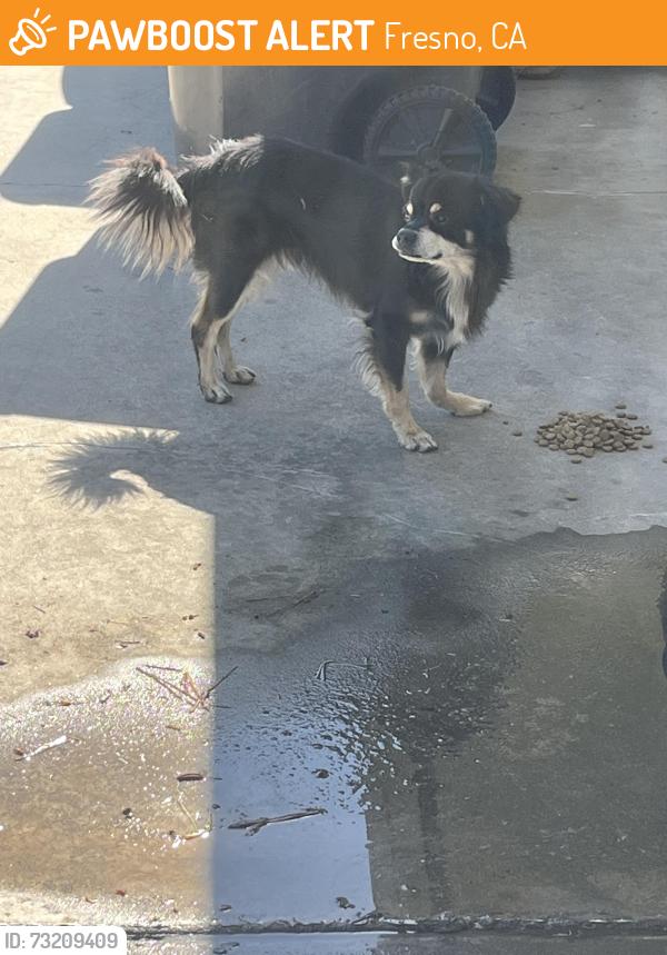 Found/Stray Unknown Dog last seen Fowler/Butler, Fresno, CA 93727