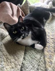 Lost Male Cat last seen pleasant hill church, Hendersonville, NC 28739