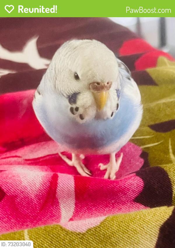 Reunited Unknown Bird last seen Hillside Ave, Bellerose, Queens, NY 11427