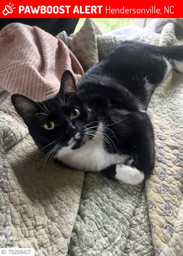 Lost Male Cat last seen pleasant hill church, Hendersonville, NC 28739