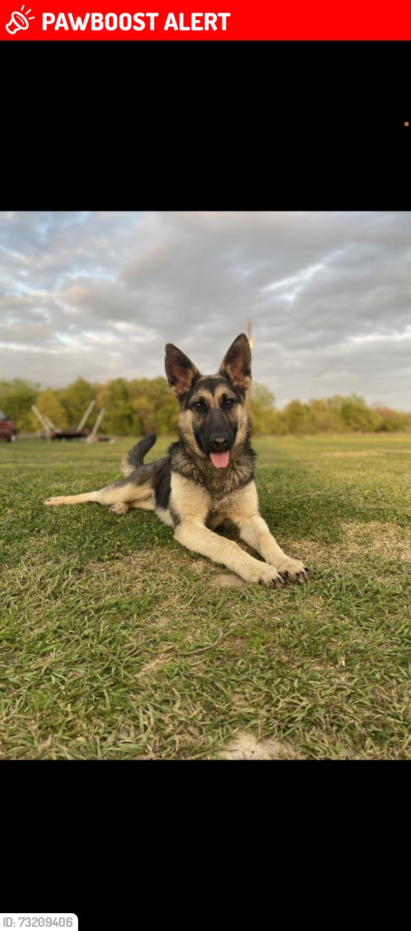 Lost Female Dog last seen Golden oaks, Henderson County, TX 75156