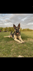 Lost Female Dog last seen Golden oaks, Henderson County, TX 75156
