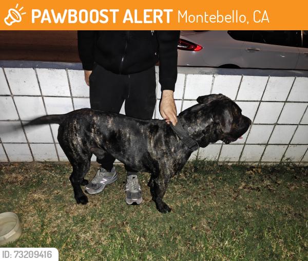 Found/Stray Male Dog last seen Chet holifield Park, Montebello, CA 90640