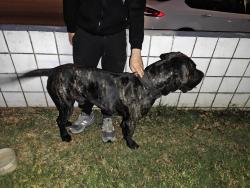 Found/Stray Male Dog last seen Chet holifield Park, Montebello, CA 90640