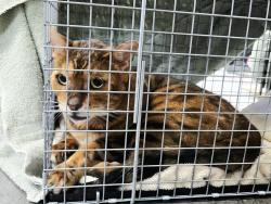 Found/Stray Male Cat last seen 4th str near Pheasant Run Park, Greeley, CO 80634