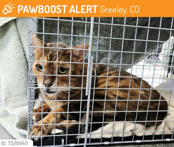 Found/Stray Male Cat last seen 4th str near Pheasant Run Park, Greeley, CO 80634