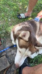 Lost Male Dog last seen Near fairfax, Cincinnati, OH 45207