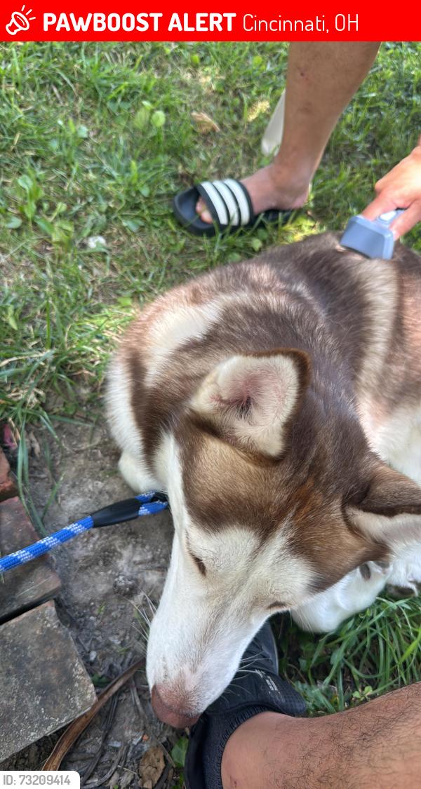 Lost Male Dog last seen Near fairfax, Cincinnati, OH 45207