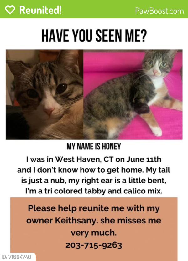 Reunited Female Cat last seen Wood Street West Haven, West Haven, CT 06516