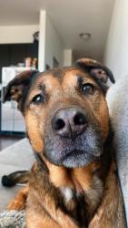 Reunited Female Dog last seen 56th Ave and Zuni St, Denver, CO 80221