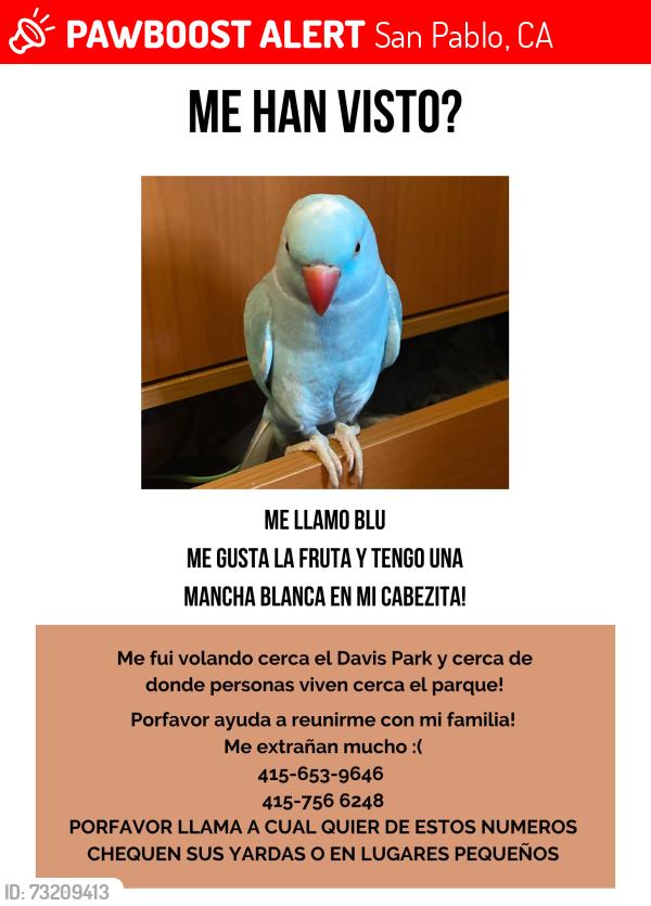 Lost Female Bird last seen Davis Park and 18th Street or 19th Street, San Pablo, CA 94806