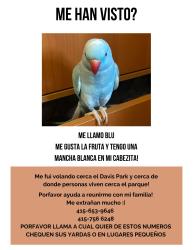 Lost Female Bird last seen Davis Park and 18th Street or 19th Street, San Pablo, CA 94806