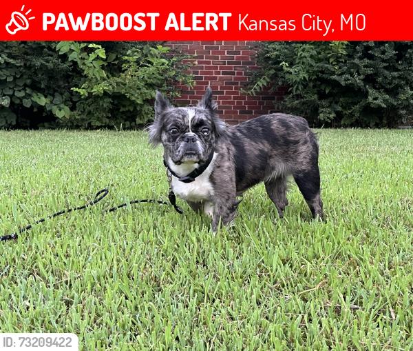 Lost Female Dog last seen Michigan ave, Kansas City, MO 64109