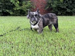 Lost Female Dog last seen Michigan ave, Kansas City, MO 64109