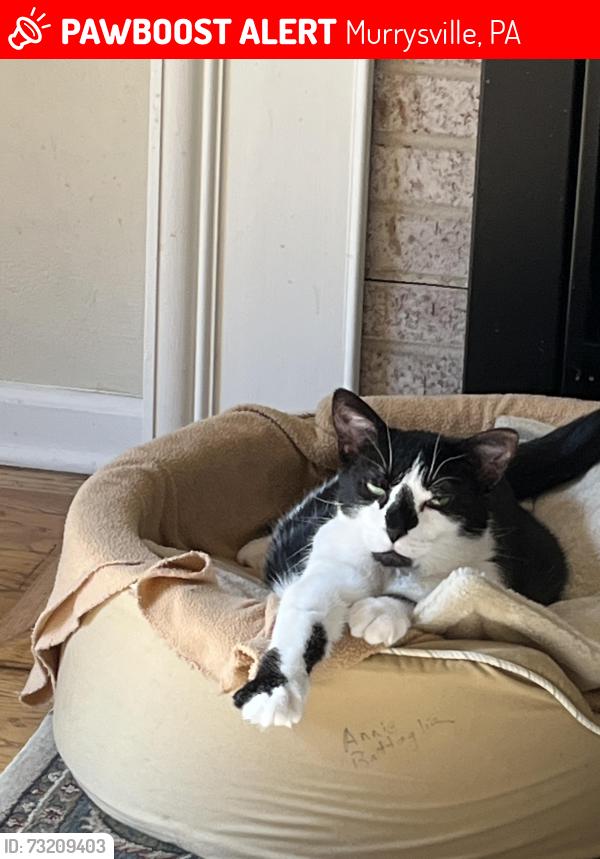 Lost Male Cat last seen Sloanwood Dr. Murrysville PA, Murrysville, PA 15668