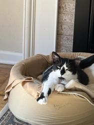 Lost Male Cat last seen Sloanwood Dr. Murrysville PA, Murrysville, PA 15668