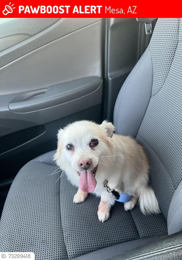 Lost Female Dog last seen University & Extension, Mesa, AZ 85201