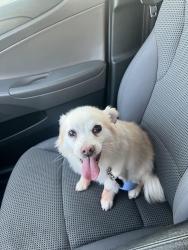 Lost Female Dog last seen University & Extension, Mesa, AZ 85201