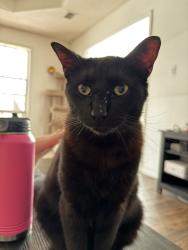 Lost Female Cat last seen Fairhope Ave / Bishop Rd, Fairhope, AL 36532
