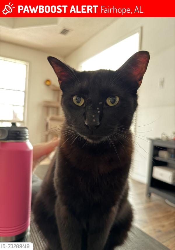 Lost Female Cat last seen Fairhope Ave / Bishop Rd, Fairhope, AL 36532