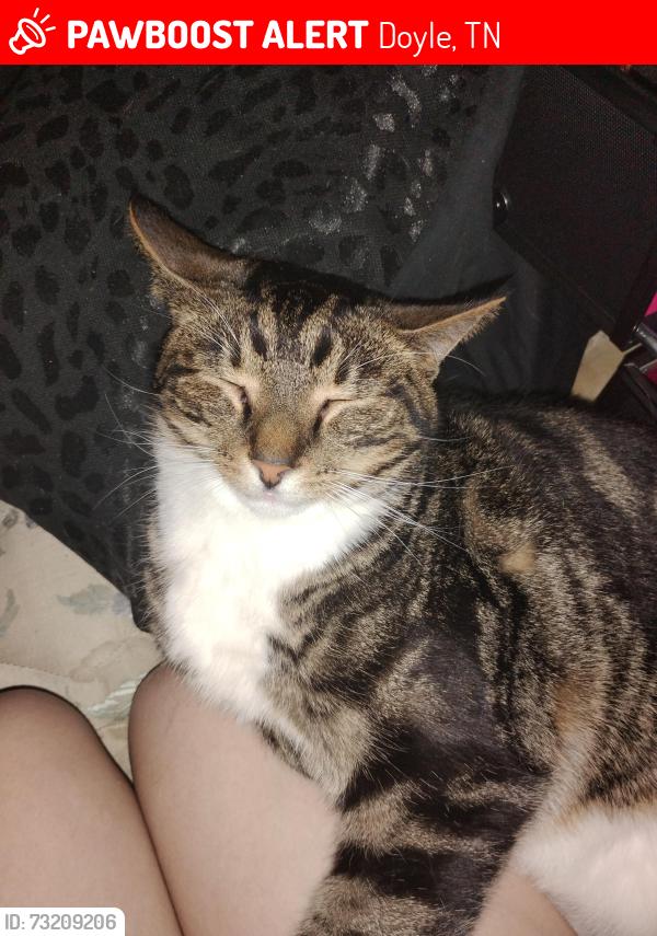 Lost Male Cat last seen Bald Knob Mountain Cummings Cove Rd., Doyle, TN 38559
