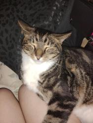 Lost Male Cat last seen Bald Knob Mountain Cummings Cove Rd., Doyle, TN 38559