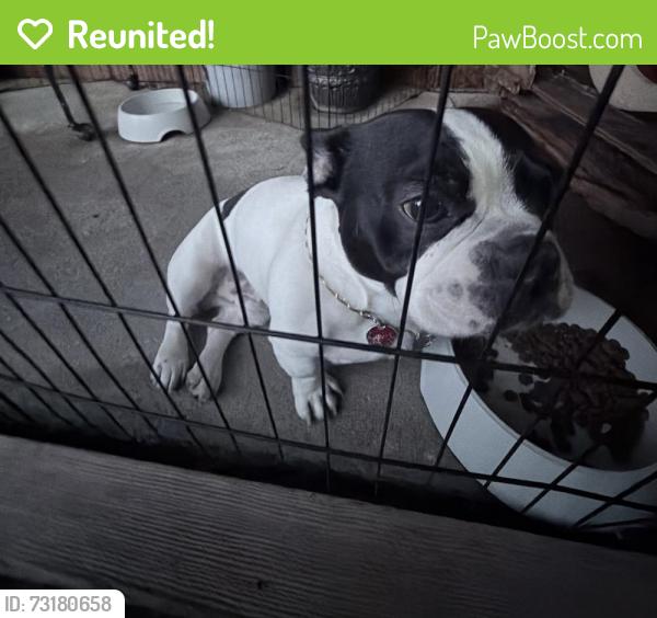 Reunited Male Dog last seen Pacific Ave, Redwood City, CA 94063