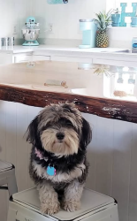 Lost Female Dog last seen Kilkenny and Aldenham in Plantation Bay, Ormond Beach, FL 32175