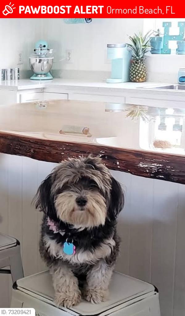 Lost Female Dog last seen Kilkenny and Aldenham in Plantation Bay, Ormond Beach, FL 32175