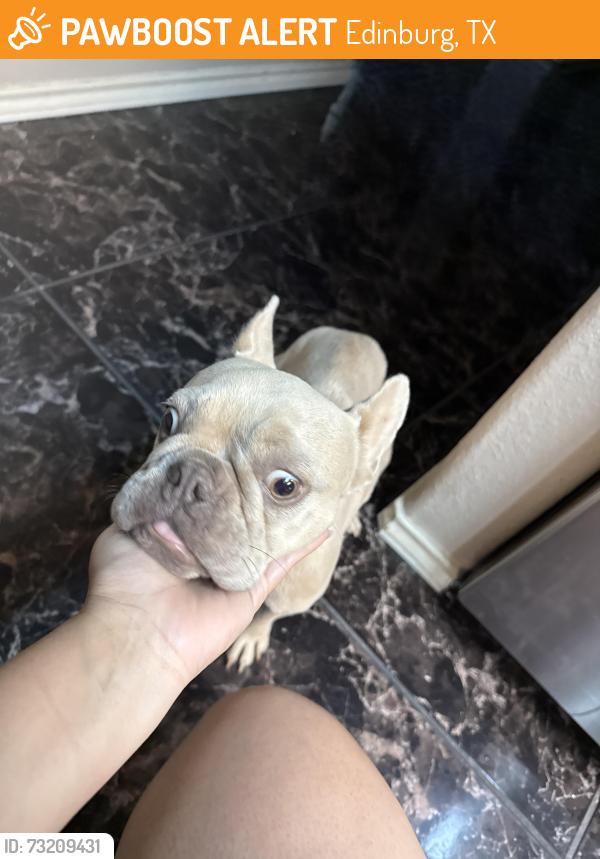 Found/Stray Female Dog last seen Trenton, Edinburg, TX 78539