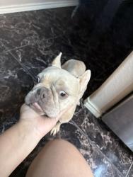 Found/Stray Female Dog last seen Trenton, Edinburg, TX 78539