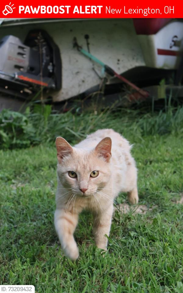 Lost Male Cat last seen Near my home, New Lexington, OH 43764