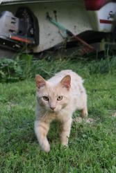 Lost Male Cat last seen Near my home, New Lexington, OH 43764