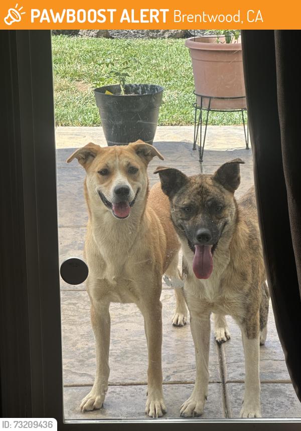 Found/Stray Female Dog last seen Payne Ave, Brentwood, CA 94513