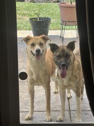 Found/Stray Female Dog last seen Payne Ave, Brentwood, CA 94513
